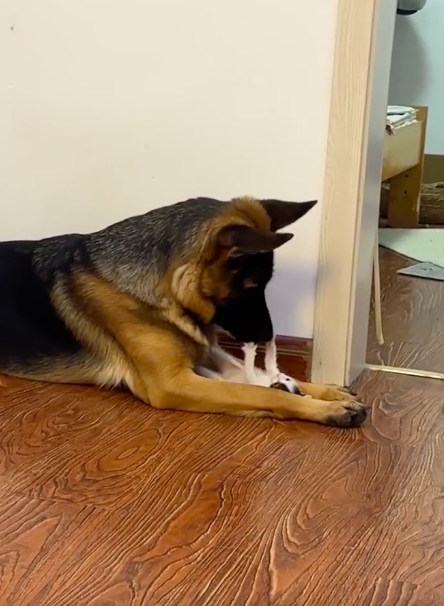 德牧的身上长满了小猫 好温柔的一幕啊！